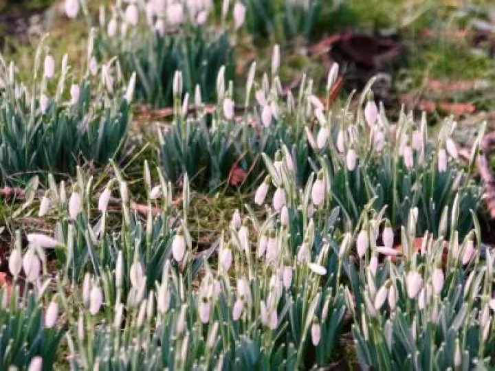 Kathryn_blog_snowdrops