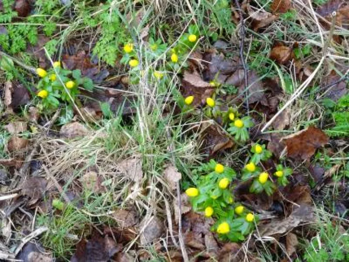Aconites – Snakemoor Jan 2018
