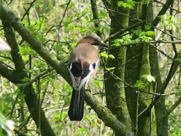 Spring in Tarvin woodland Fullsizeoutput_24c2