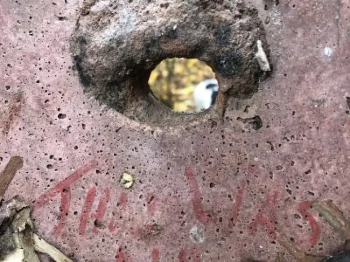 TWT Nuthatch Using Great Tit Box   Inside   Laura Denny