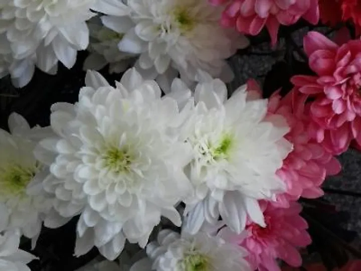 St Andrews Womens Group Flower Arranging 20190330_134025_resized_1