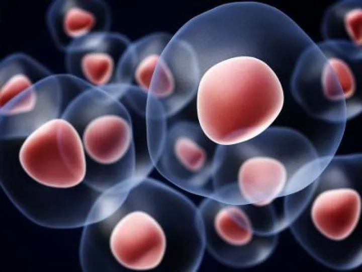 stemcell
