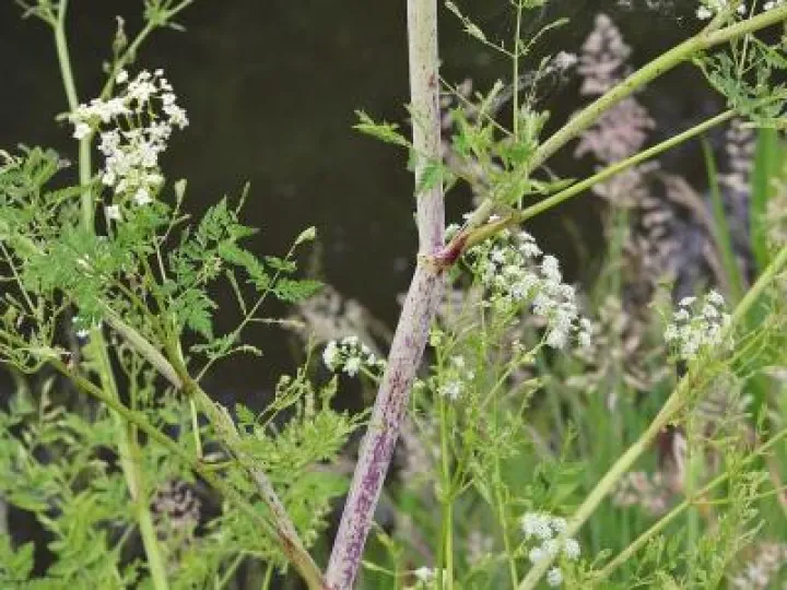 Hemlock Stem