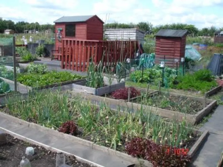Image of allotments