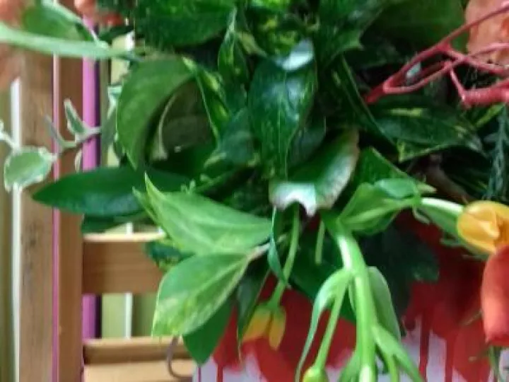 FC Jan 2020 Orange and Pink 20200108_210704[98335]