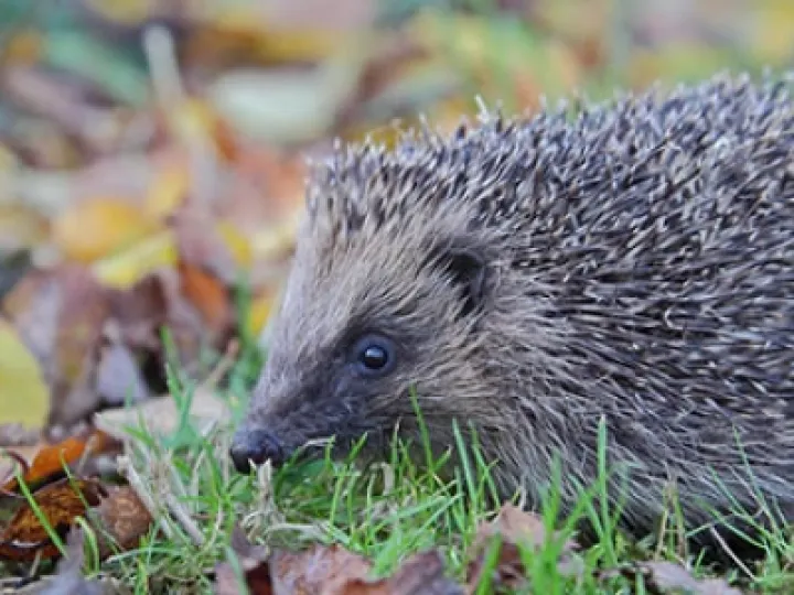 HedgehogInTheGarden