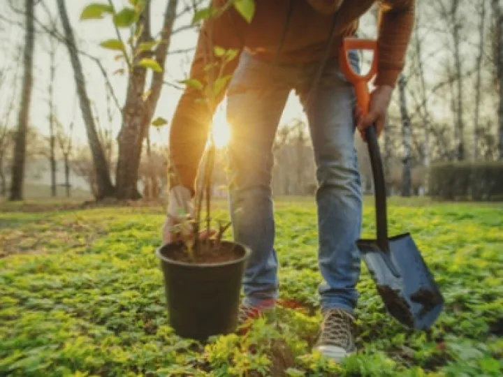 Tree Planting