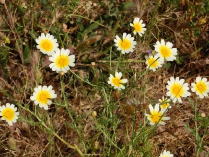 yellow-flowers-M307788