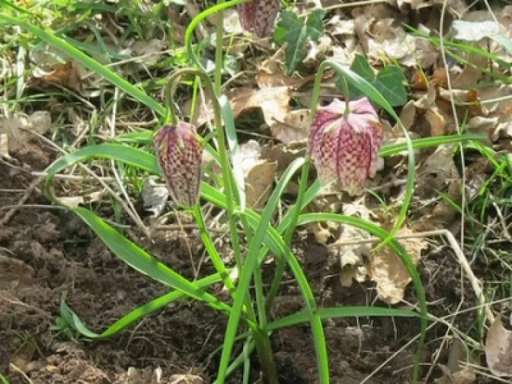 Keith Barker Woodland photos April 2020jpeg