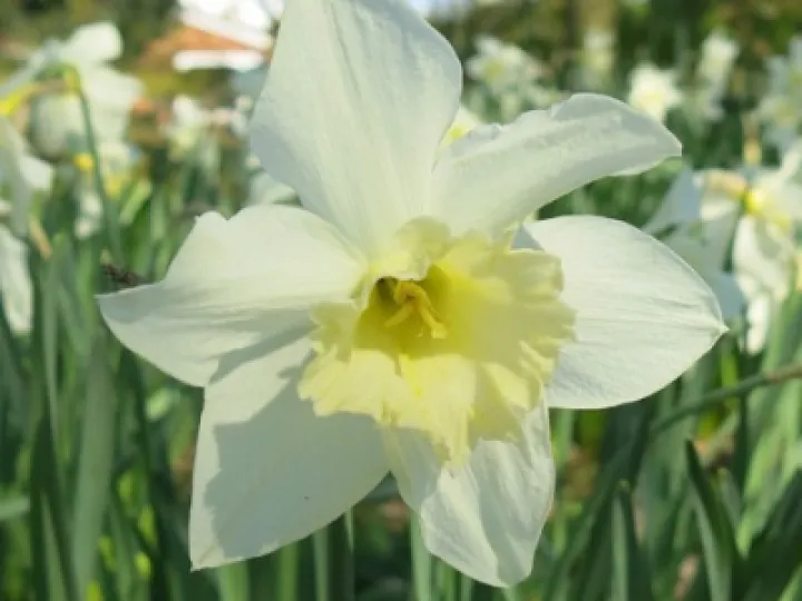 Keith Barker Woodland photos April 2020 (4)