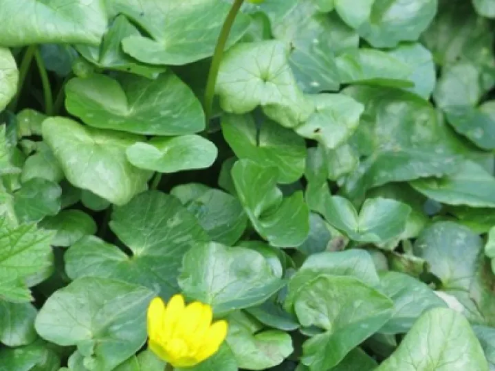 Keith Barker woodland April 2020 (5)