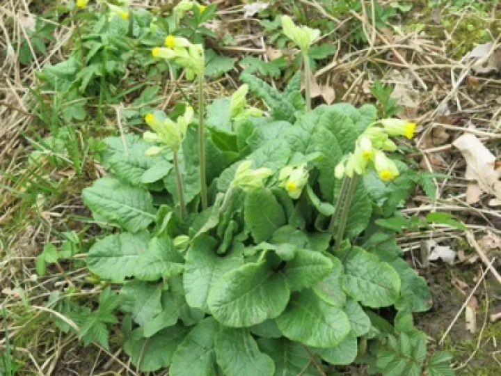 Keith Barker woodland April 2020 (7)