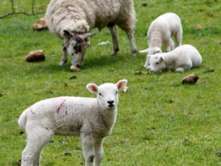 Lambing  Time