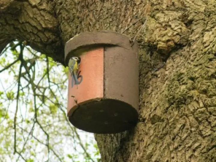 Woodland Walk (7)Img_7858