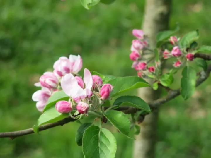 Woodland Walk (8)Img_7857