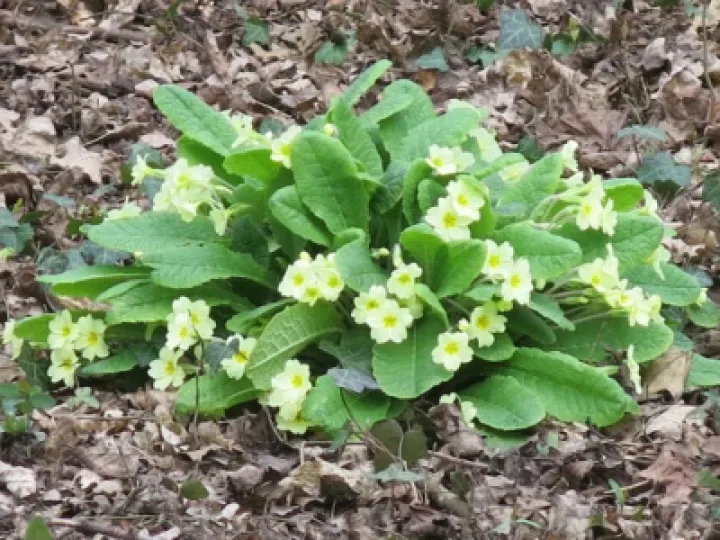 Primroses