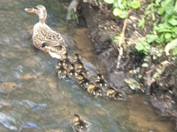 Duck and Ducklings