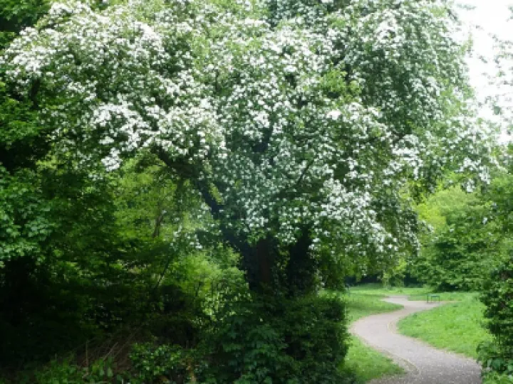White Hawthorn