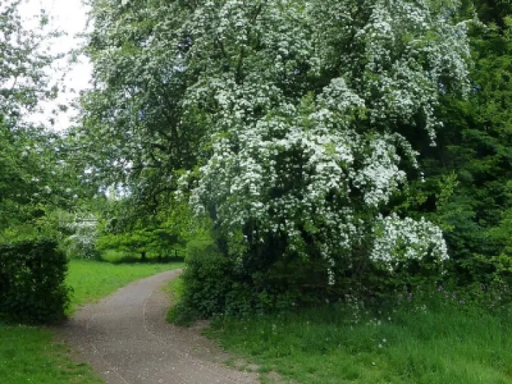 White Hawthorn 2