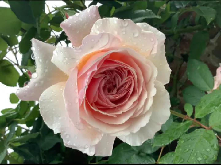Photos in the Rain
