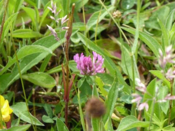 Red Clover