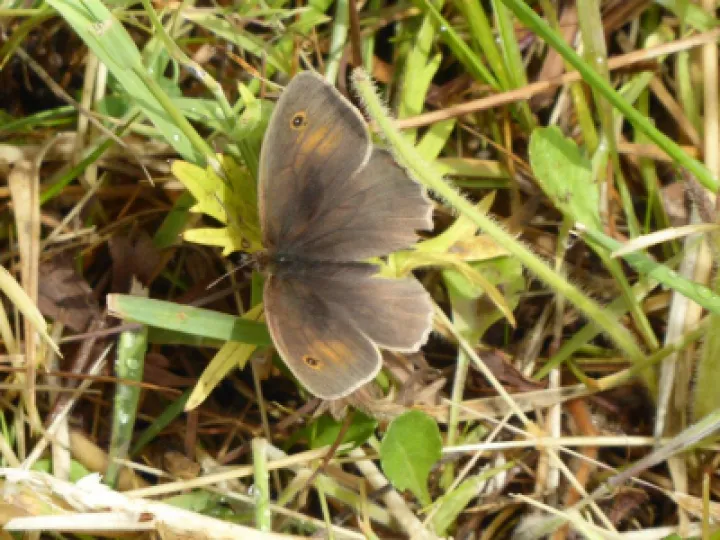 Meadow Brown