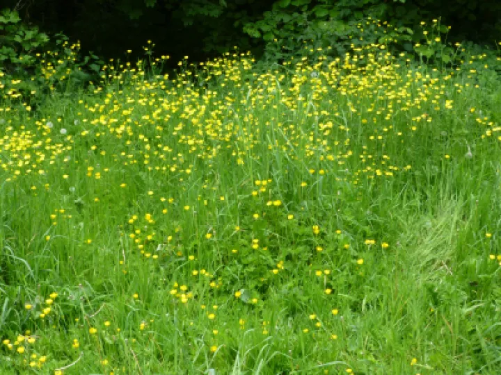 Meadow Buttercups Photo (1)