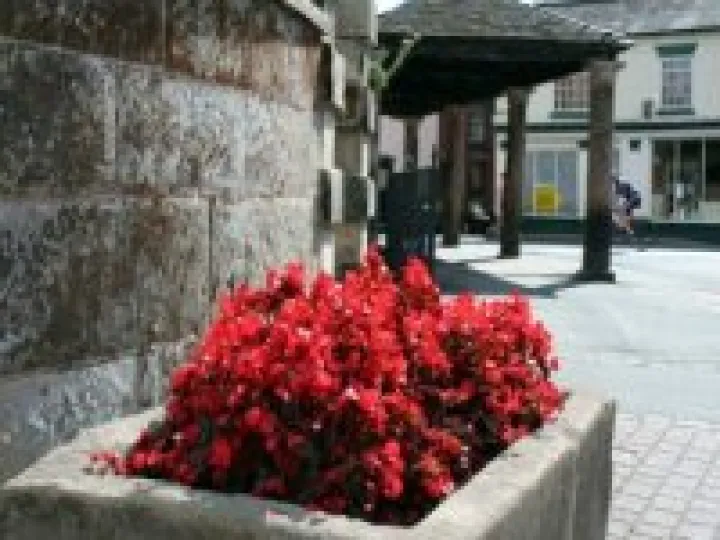 Flowers in the square