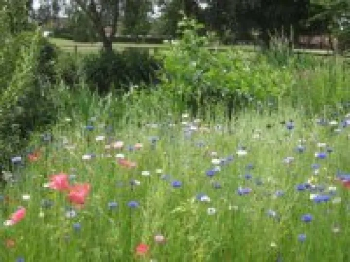 Hankelow Green, July 2011