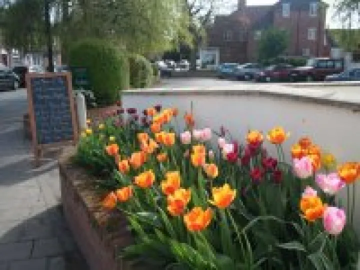 Tulips in Audlem village centre, planted by ADAS