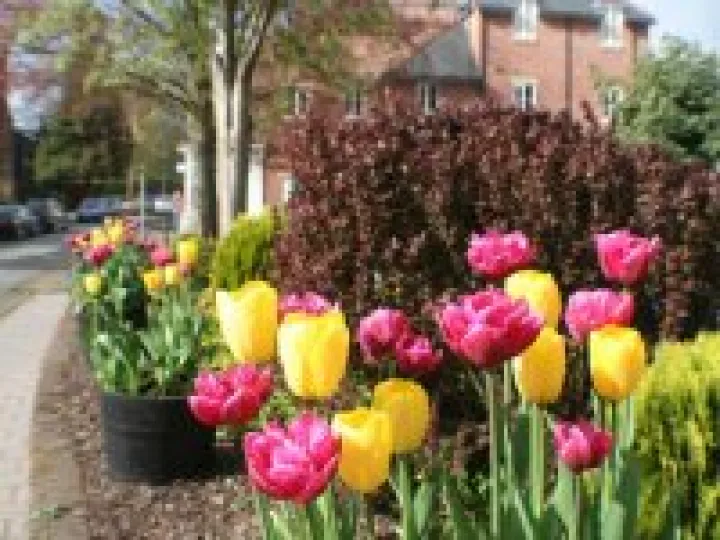 Tulips in village centre