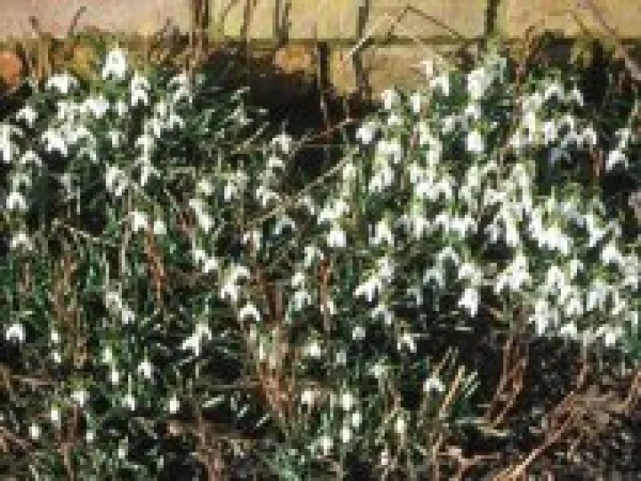 Snowdrops in Audlem