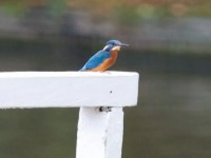 KIngfisher