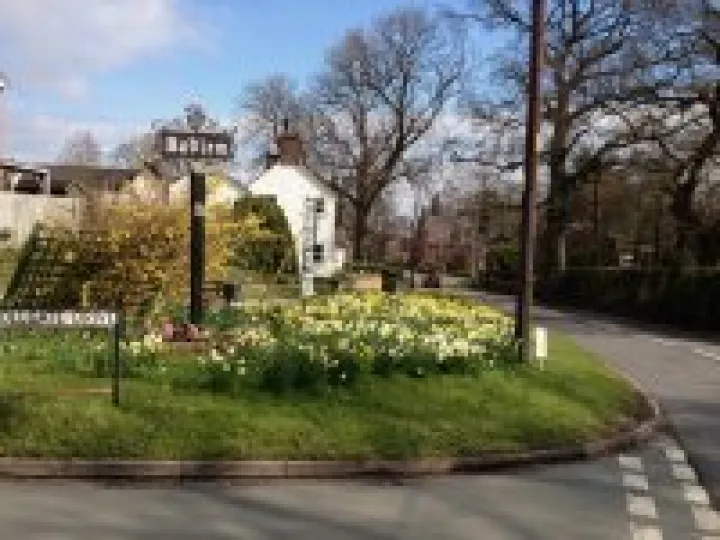Daffodils at Tollgate Drive
