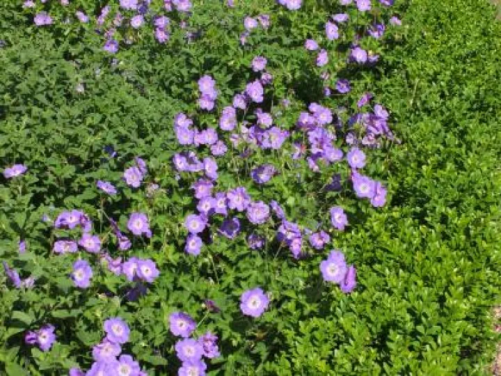 Audlem_in_Bloom_Phil_Baker (4)