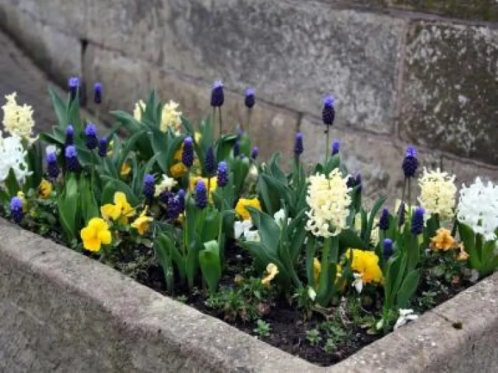 spring-flowers-2018-phil-baker-2