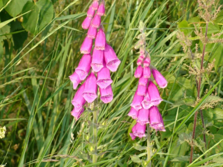Tarvin Woodland Flowers Foxglove 2