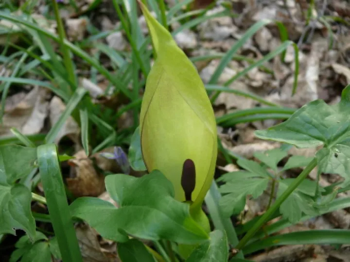 TCW – Cuckoo Pint 2