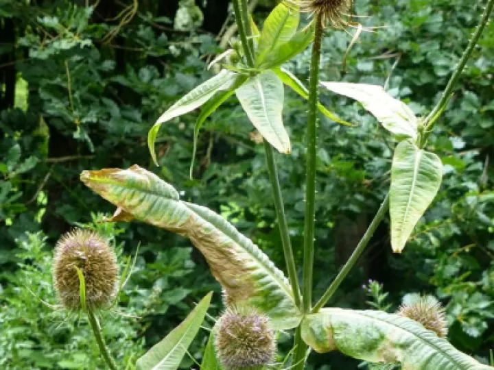 Teasel Seed Heads