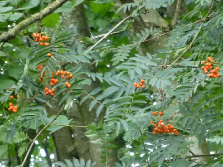 TCW Rowan   Berries  2  (1)