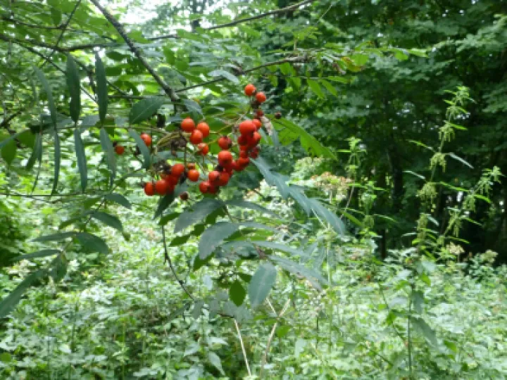 TCW Rowan   Berries