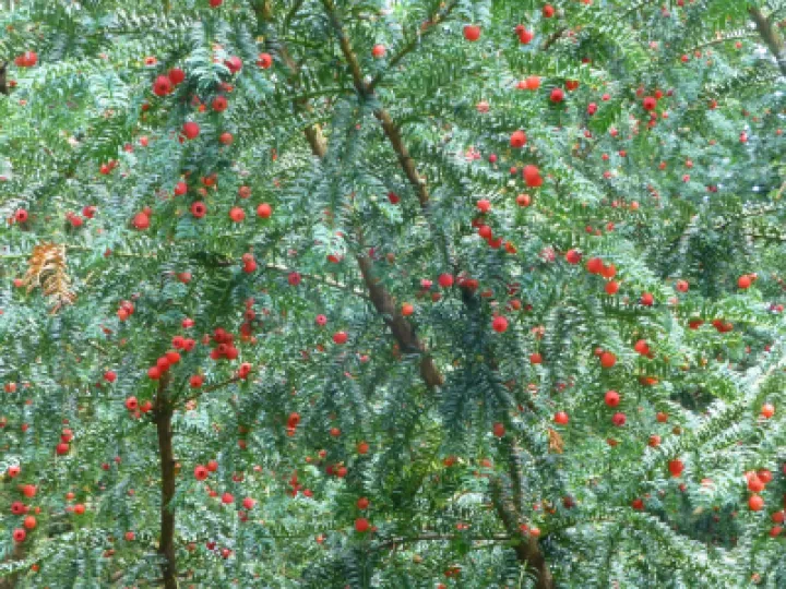 TCW Yew Ben With Arils