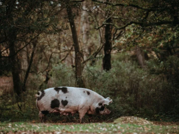 Gloucester old spot, pig