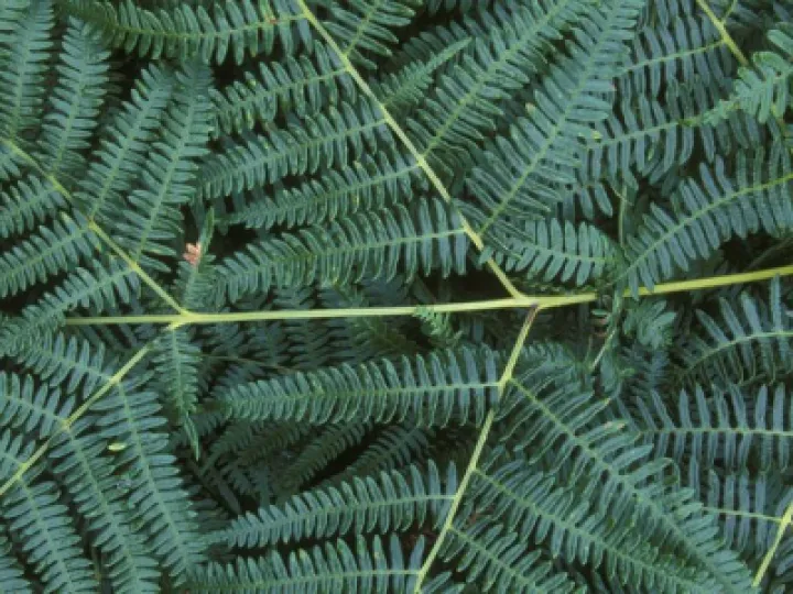Bracken With Branching Fronds