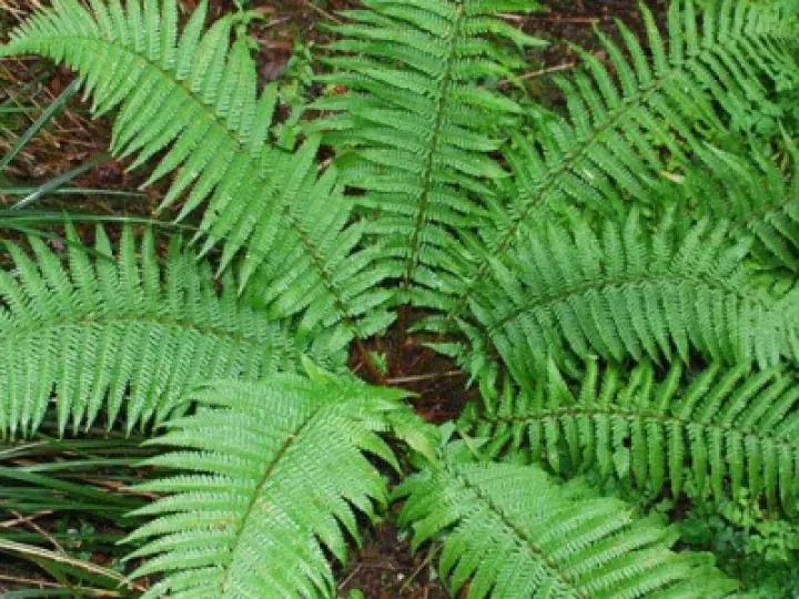 Dryopteris Fern  unbranched Fronds