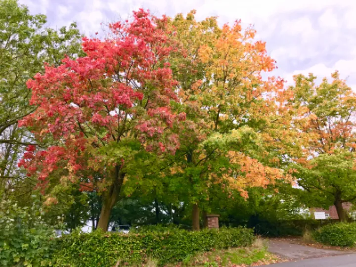 Autumn Trees Church Car Park
