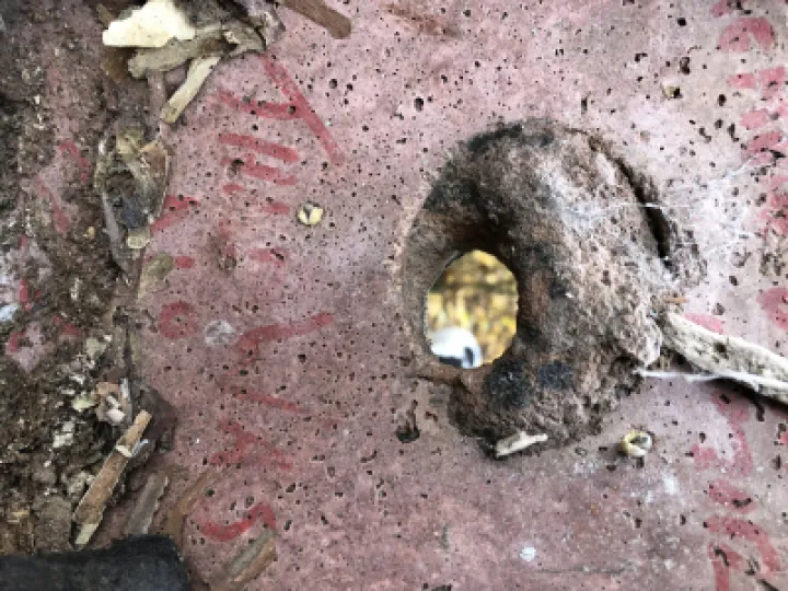 Photo 2 Nuthatch Using Great Tit Box   Inside