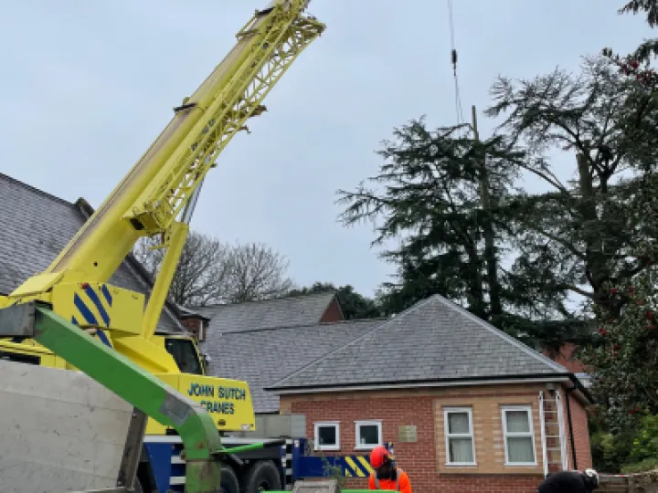 Tree Removal 1