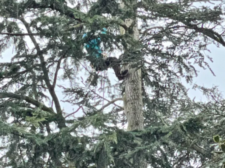 Tree Removal 2
