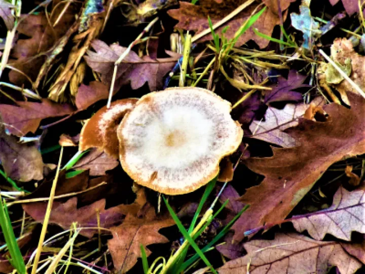Oakbug Milkcap